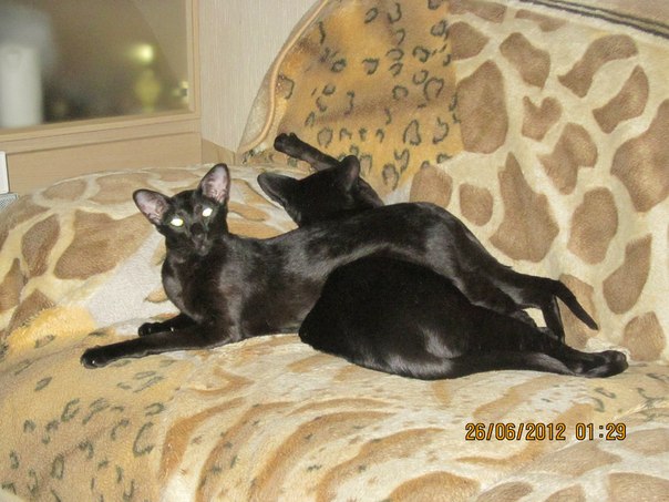 Х-коты.jpg