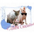 Аватара пользователя
